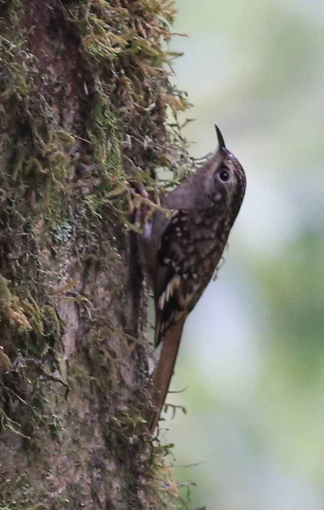 Sikkim Treecreeper - Chandrika Khirani