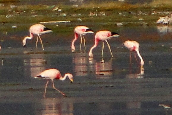 Andean Flamingo - ML22326241
