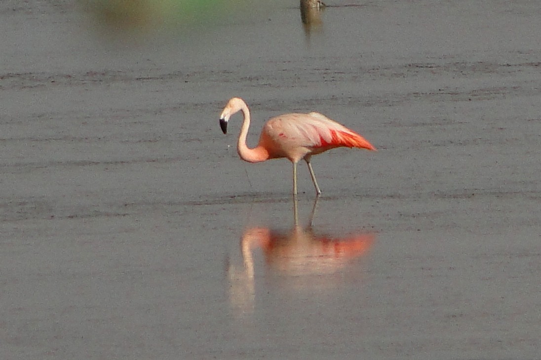 Chilean Flamingo - ML22326281
