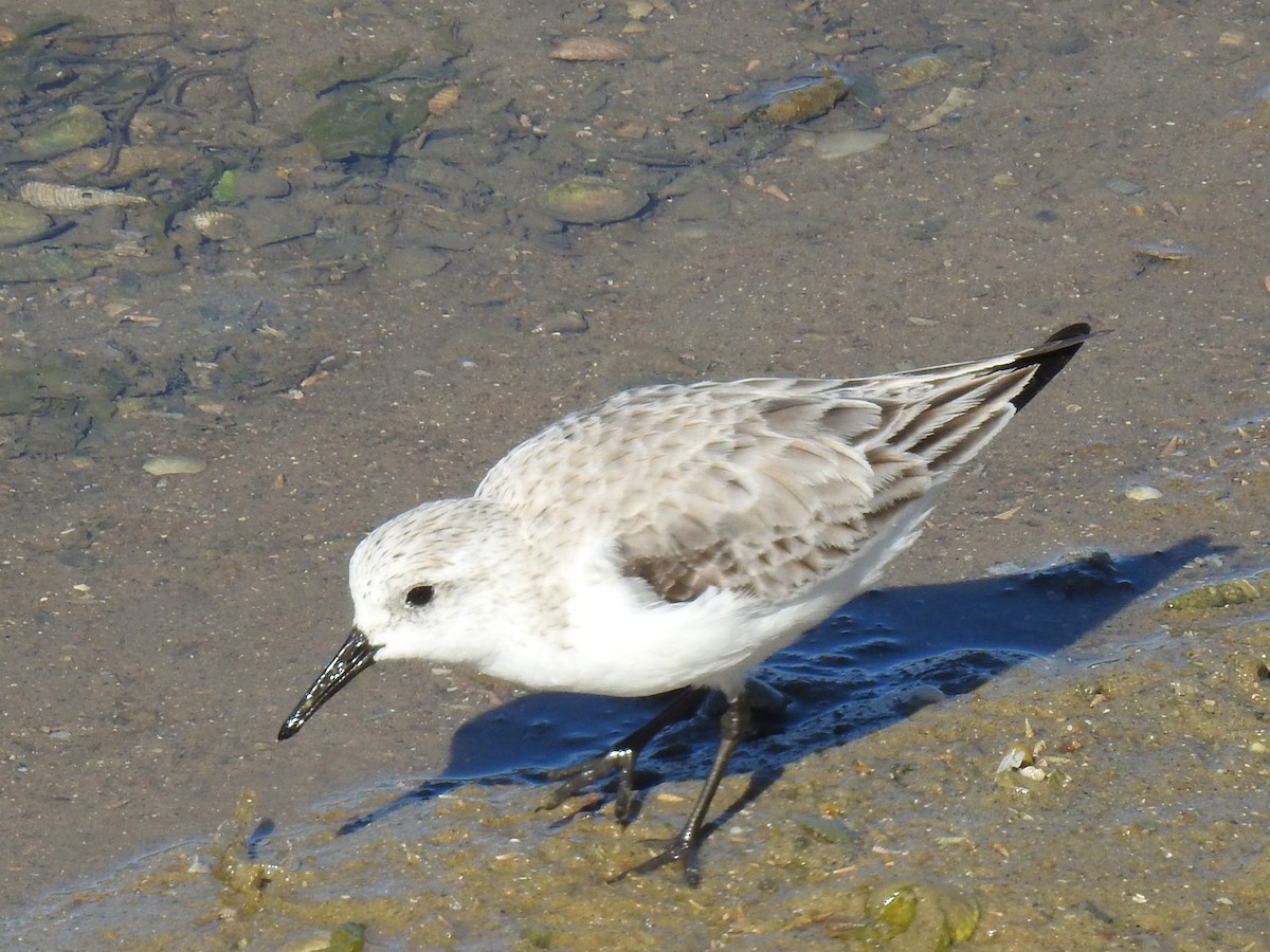 Bécasseau sanderling - ML223264211