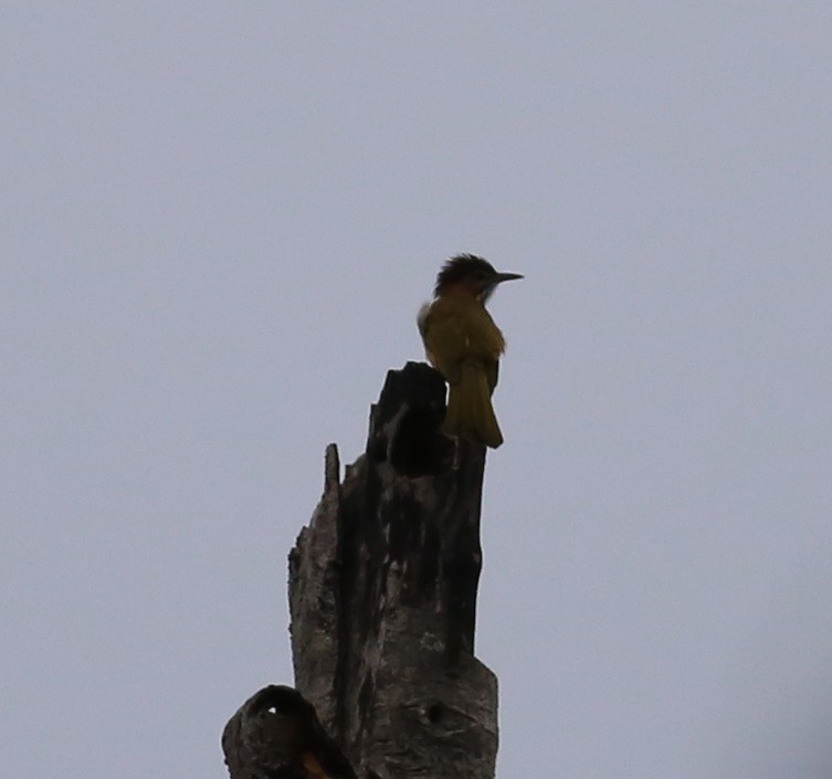 Mountain Bulbul - Chandrika Khirani