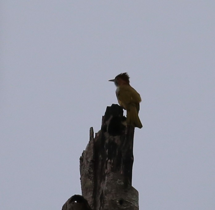 Mountain Bulbul - Chandrika Khirani