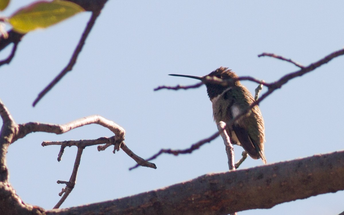 Black-chinned Hummingbird - ML223265031