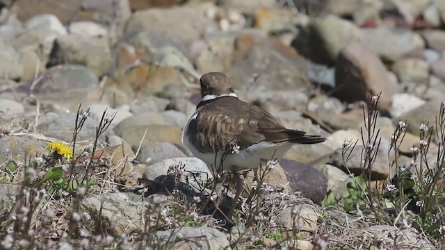 Killdeer - ML223268331