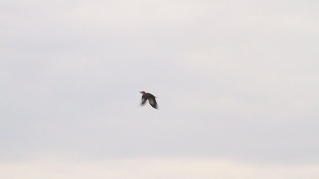 Pileated Woodpecker - ML223270491