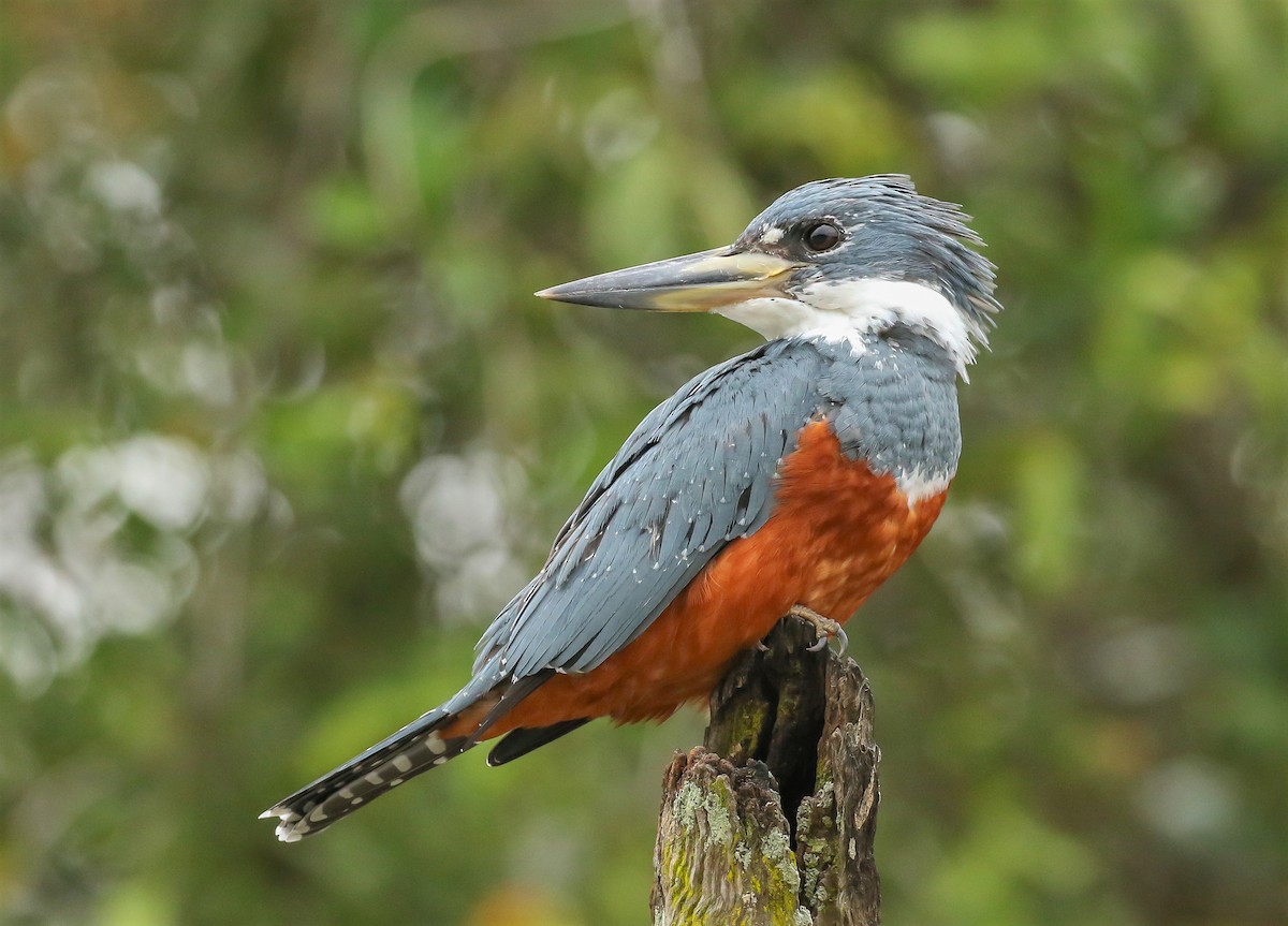 Ringed Kingfisher - Carlos Sanchez