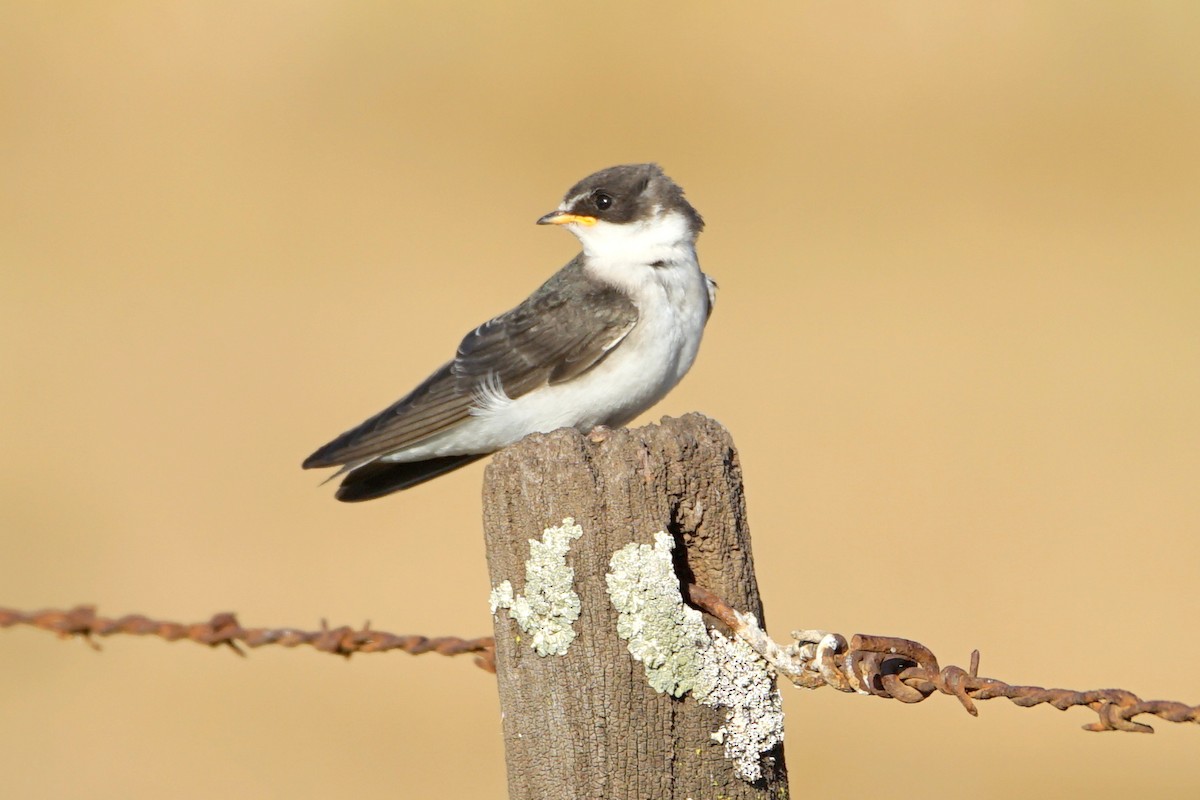 White-rumped Swallow - ML22327351