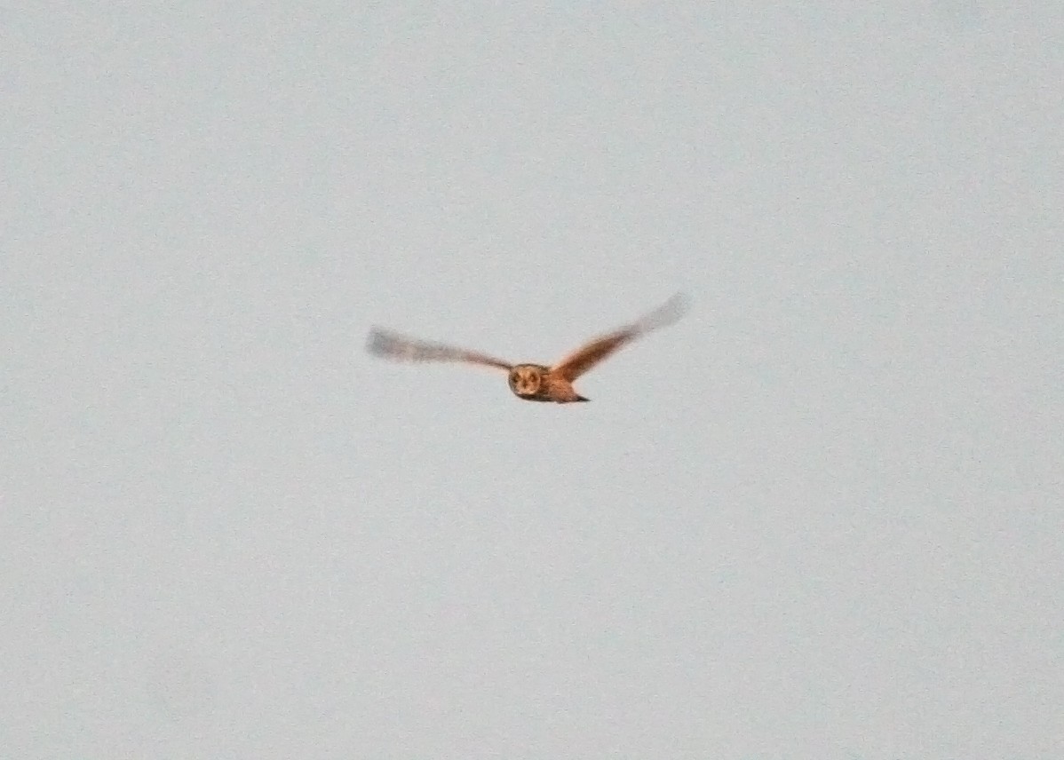 Short-eared Owl (Northern) - ML223273851