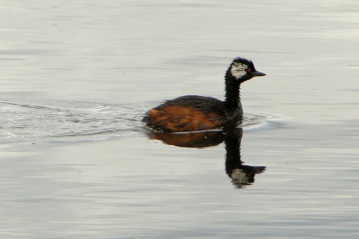 White-tufted Grebe - Carlos Otávio Gussoni