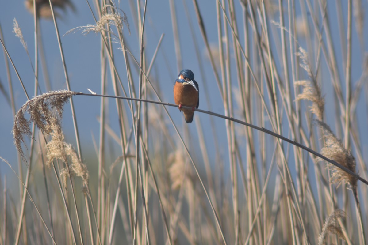 Common Kingfisher - ML223276141