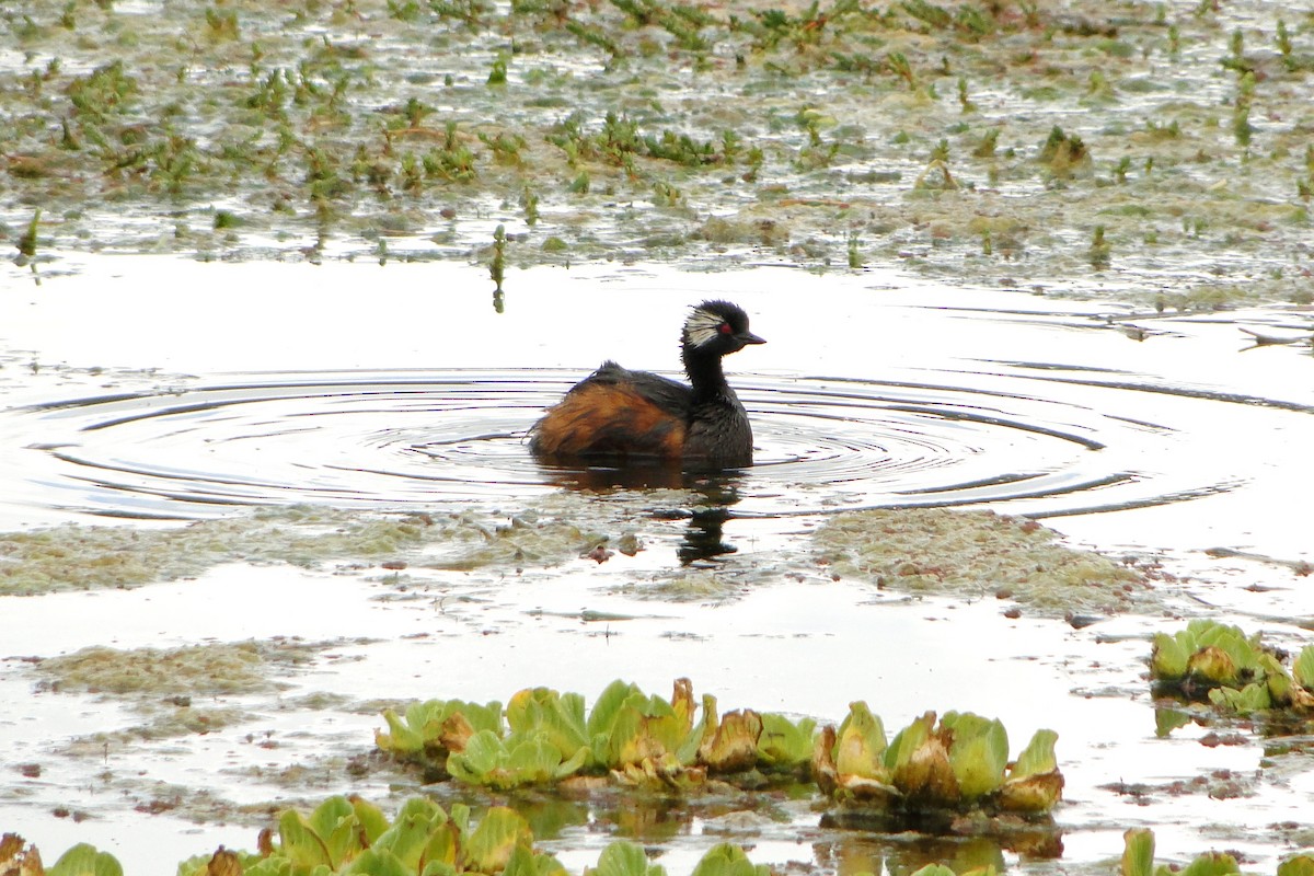 White-tufted Grebe - Carlos Otávio Gussoni