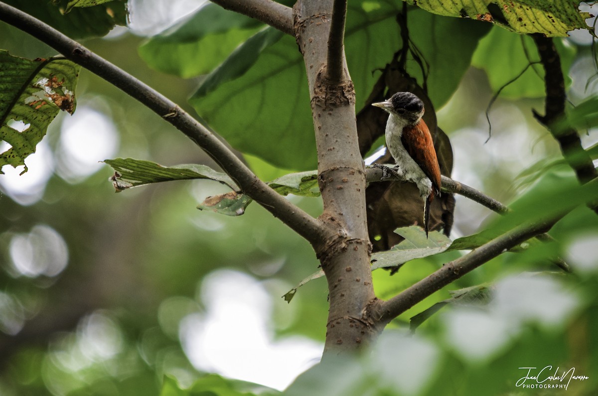 Scarlet-backed Woodpecker - Juan Carlos Navarro