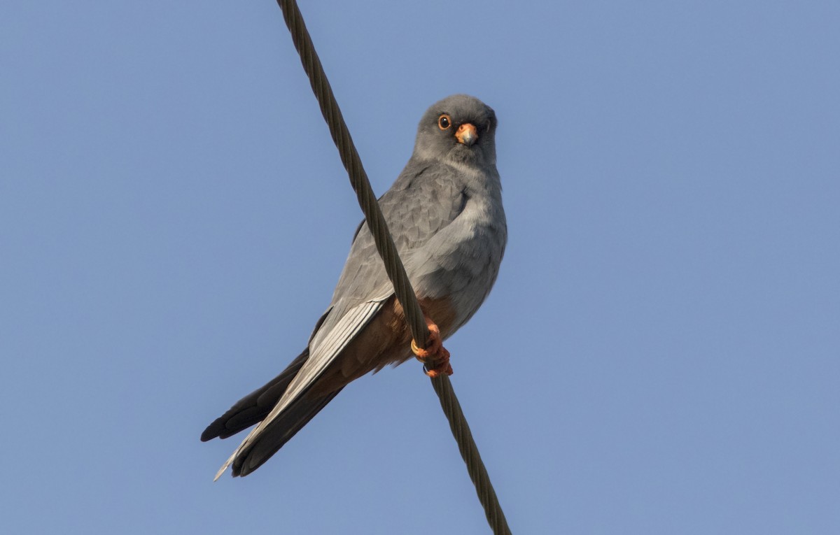 Red-footed Falcon - ML223277061