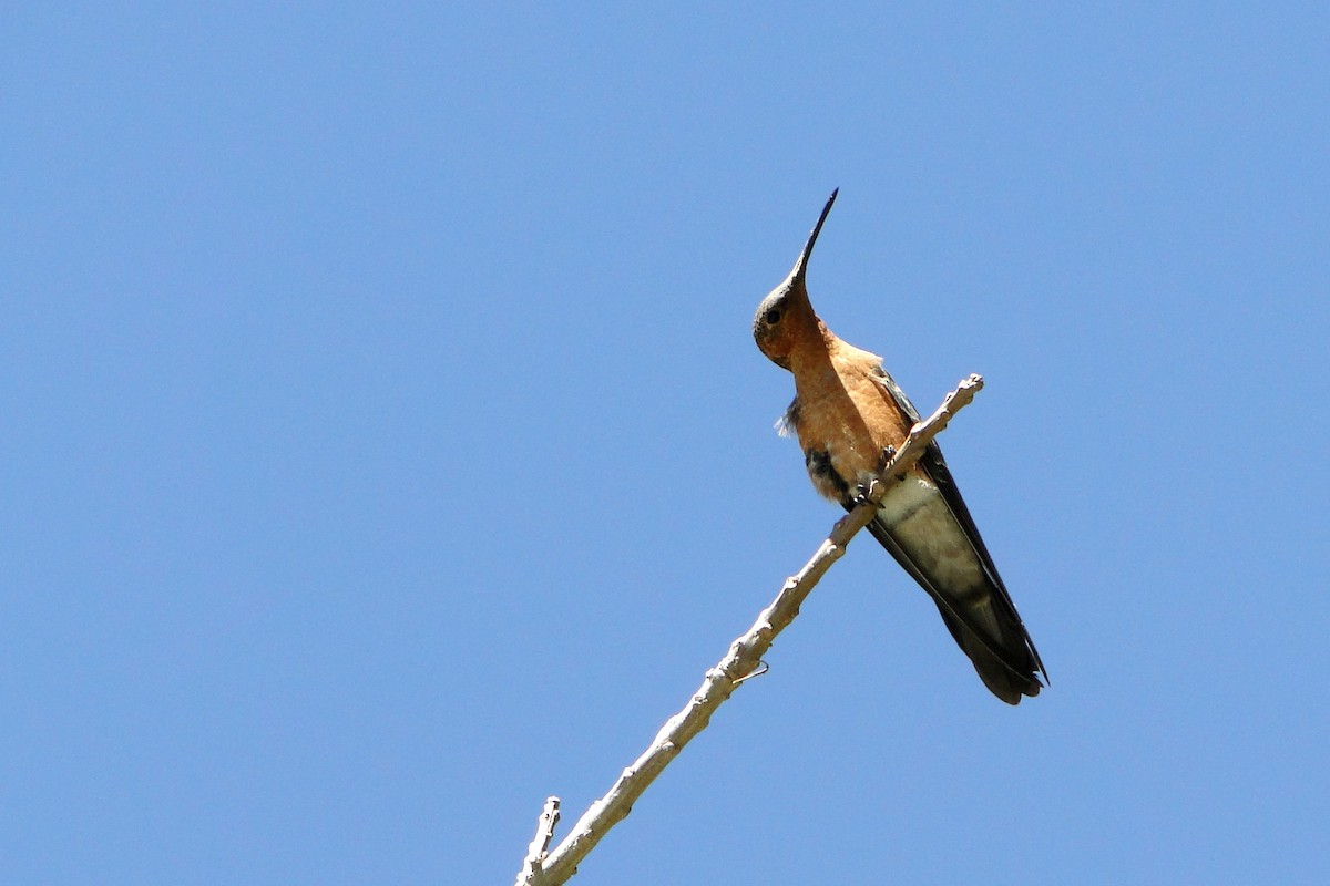 Giant Hummingbird - Carlos Otávio Gussoni