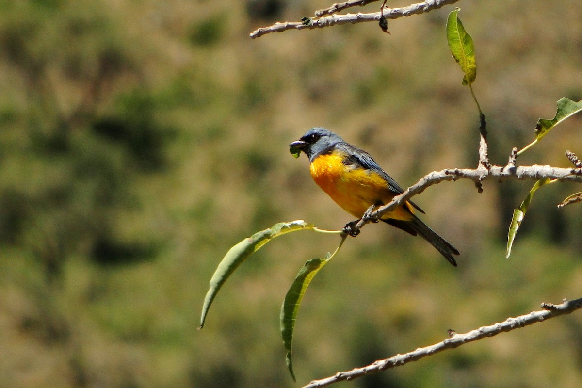 Blue-and-yellow Tanager - ML22327741