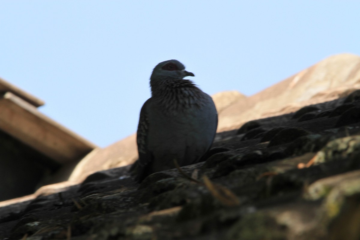 Speckled Pigeon - ML223278671