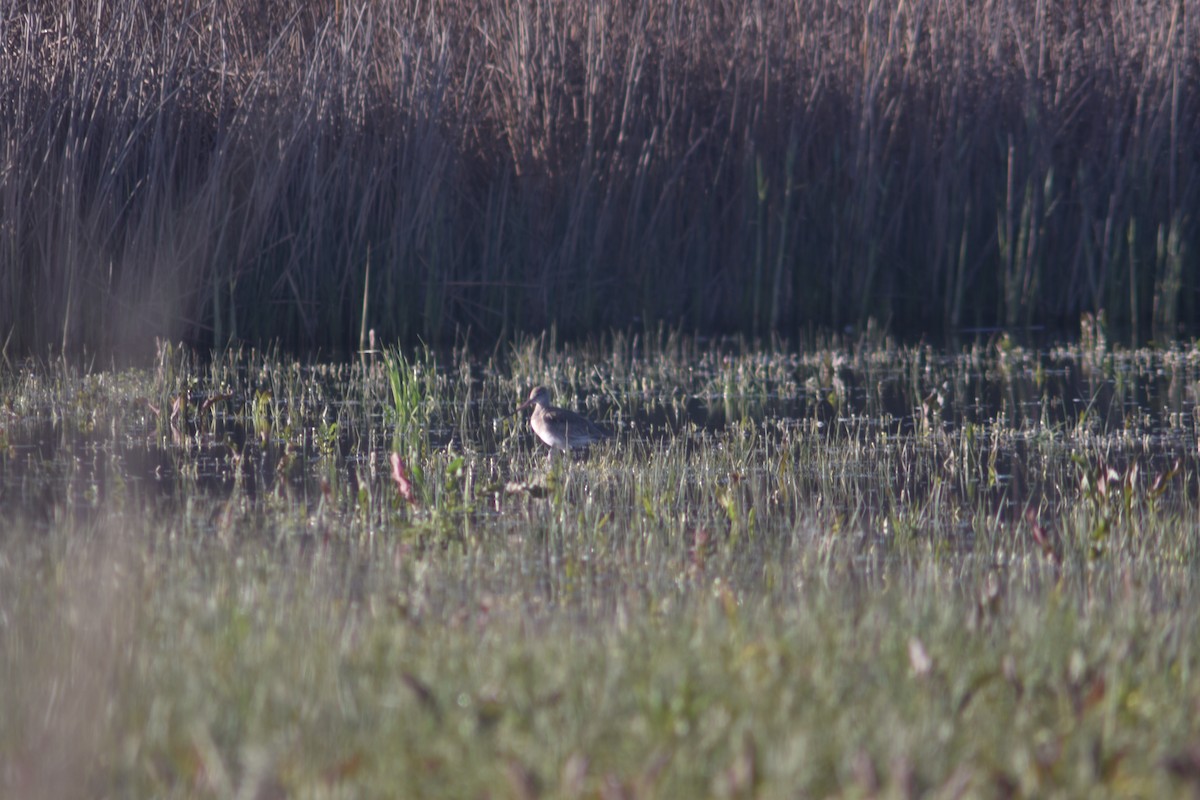 Black-tailed Godwit - Metin Güzeliş