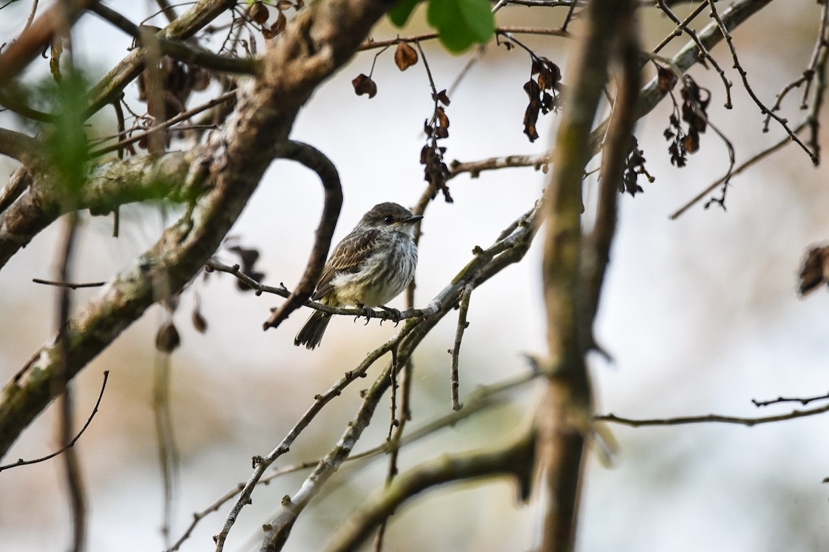 Vermilion Flycatcher - ML223280041