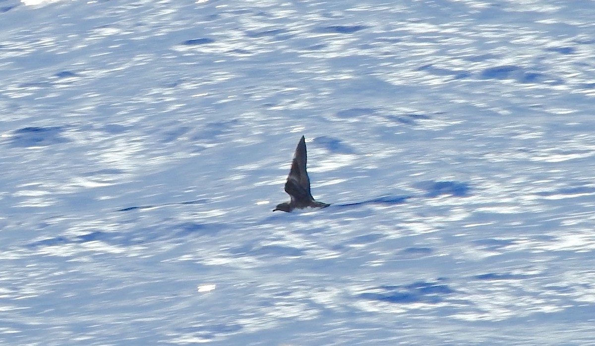 Herald Petrel - ML223281431