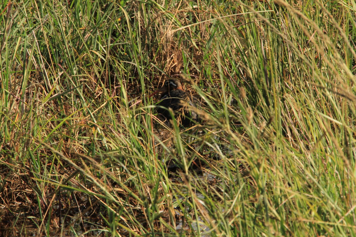 Greater Painted-Snipe - ML223283581