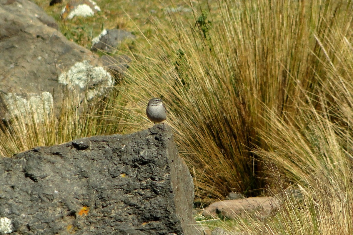 Ash-breasted Sierra Finch - ML22328391