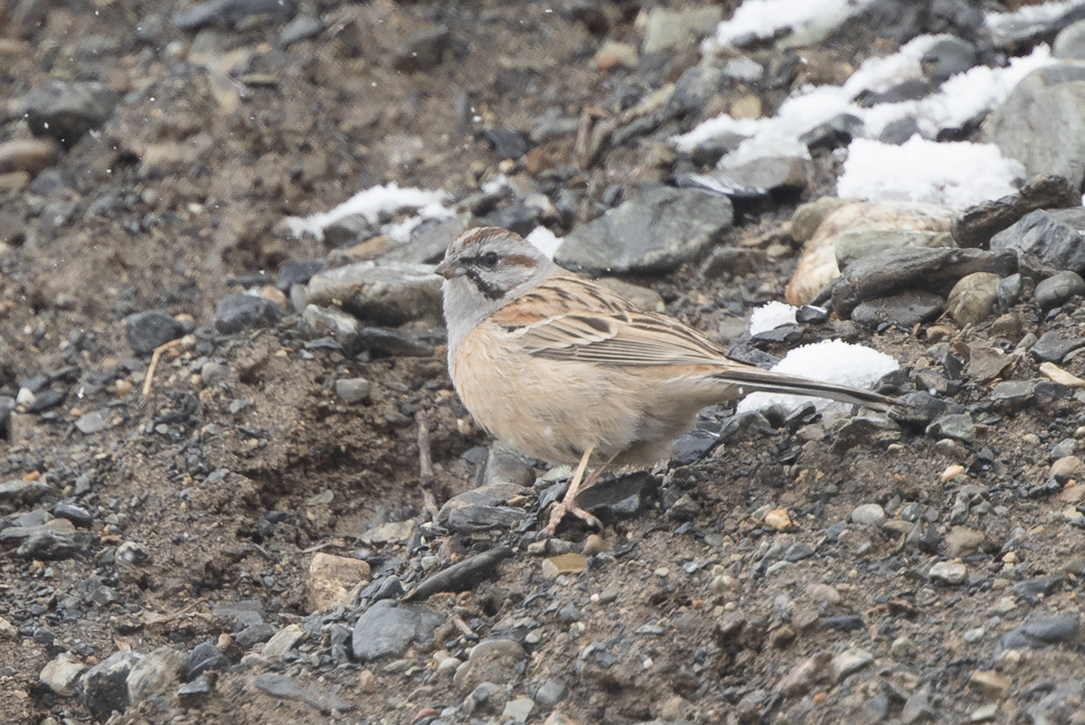 Godlewski's Bunting - ML223284261