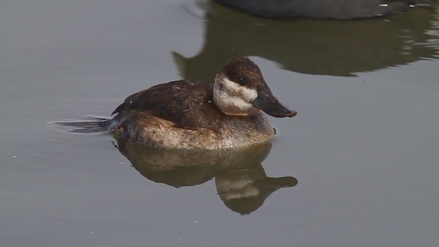 アカオタテガモ - ML223284321