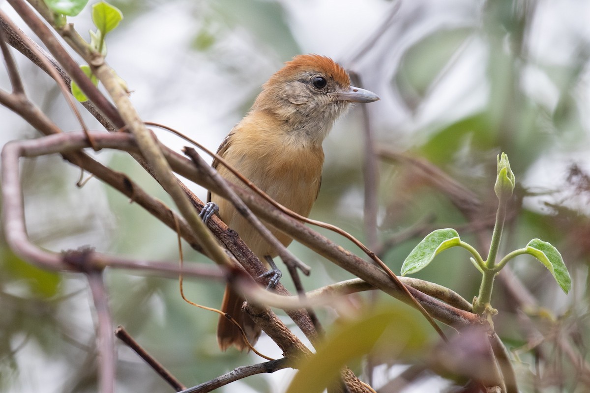 Planalto Slaty-Antshrike - Josh Engel