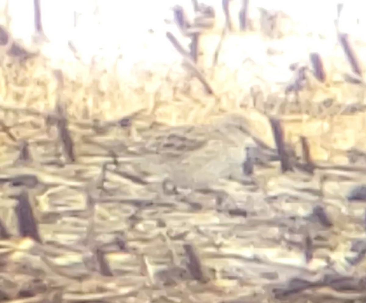 White-rumped Sandpiper - ML223288961