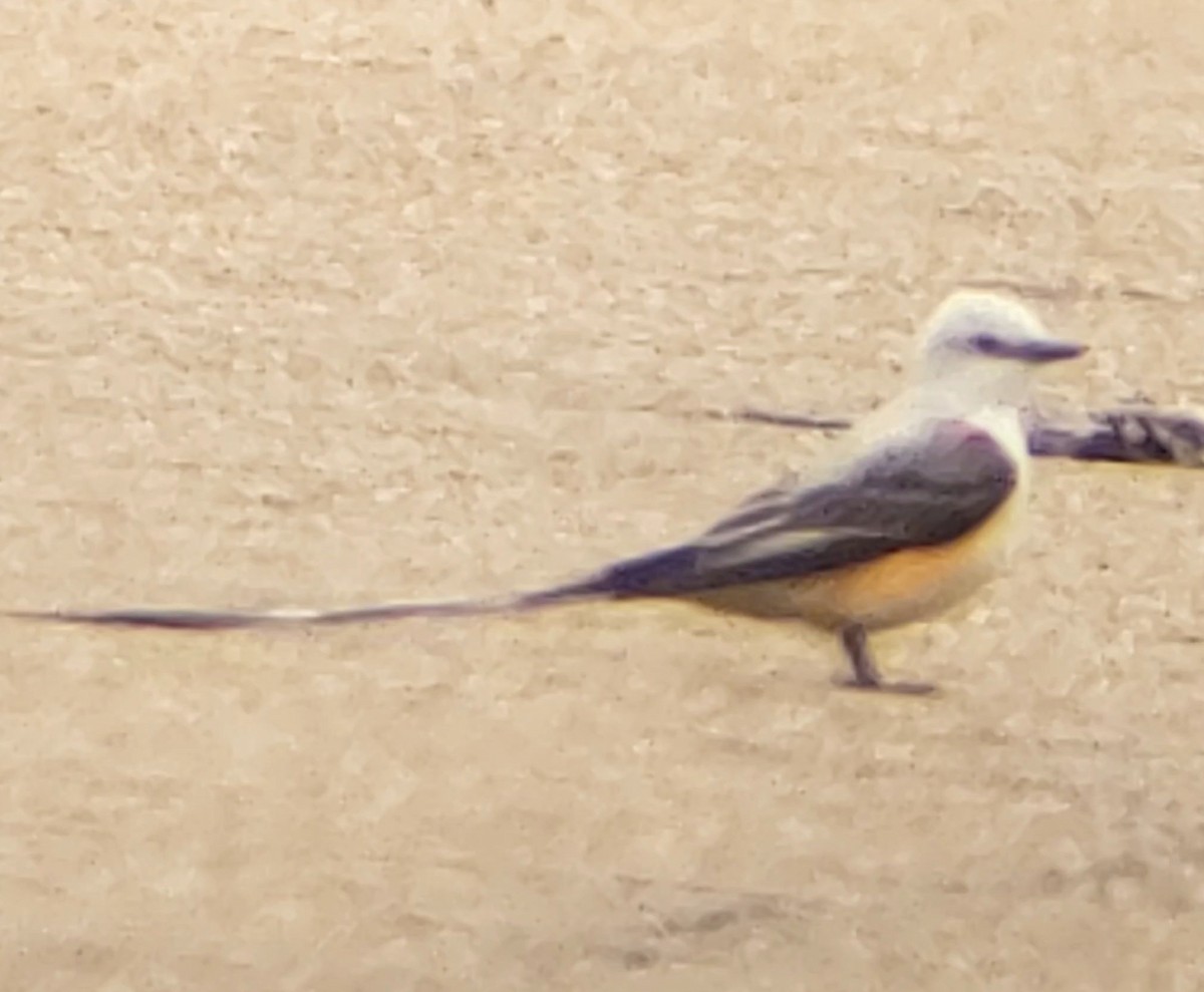 Scissor-tailed Flycatcher - ML223289081