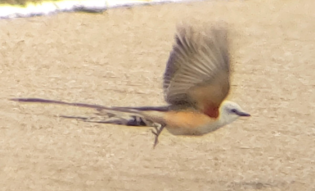 Scissor-tailed Flycatcher - ML223289091