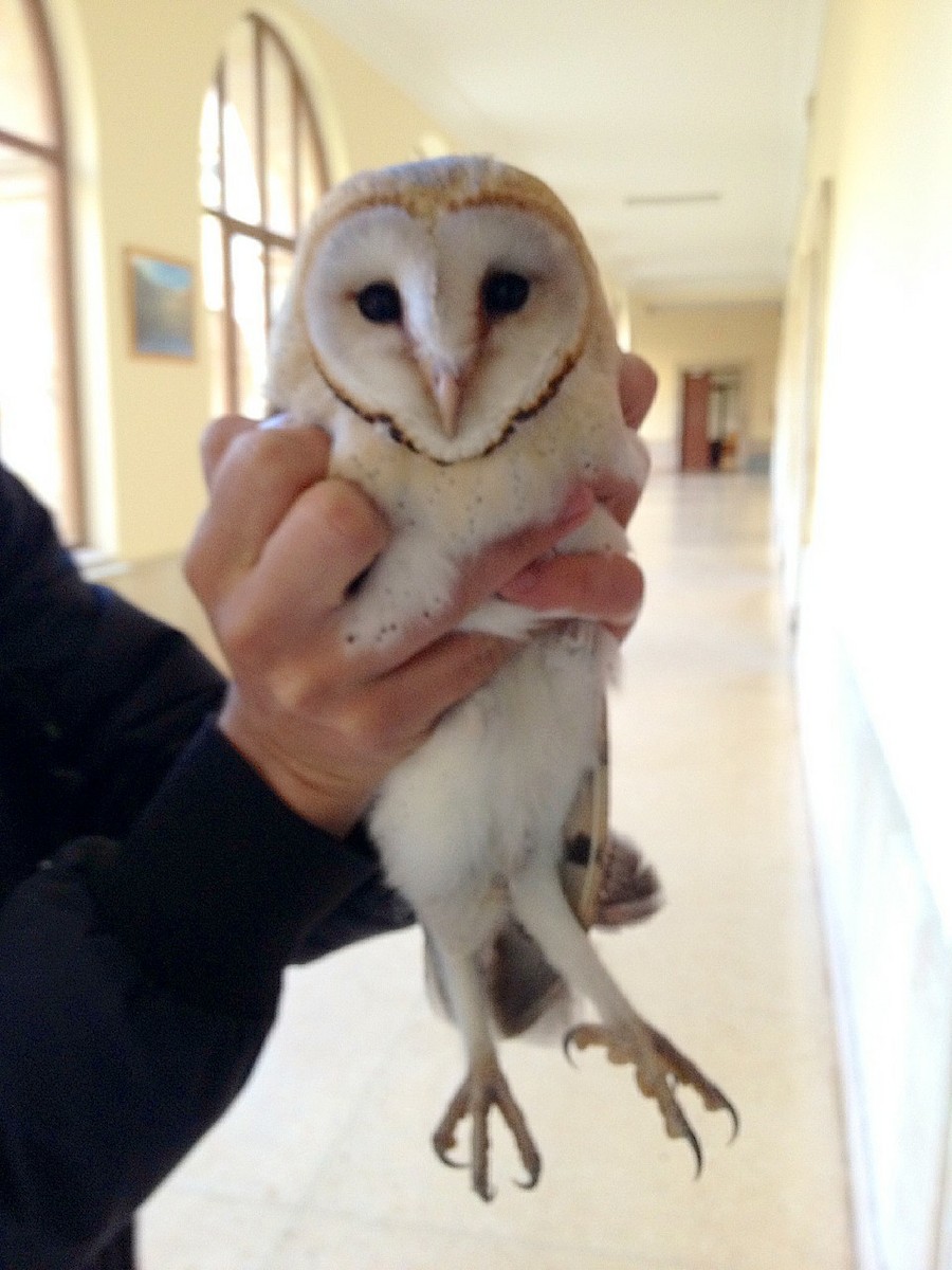 Western Barn Owl - ML223289101