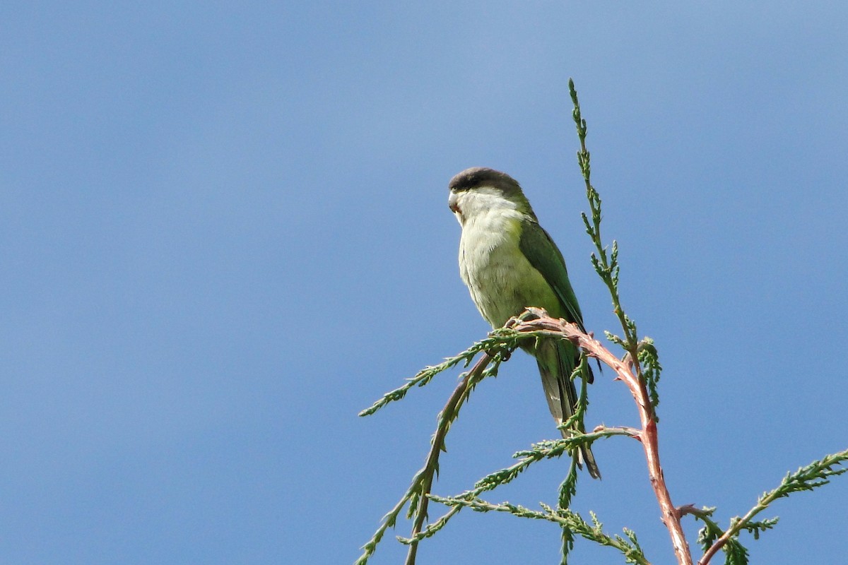 Gray-hooded Parakeet - Carlos Otávio Gussoni