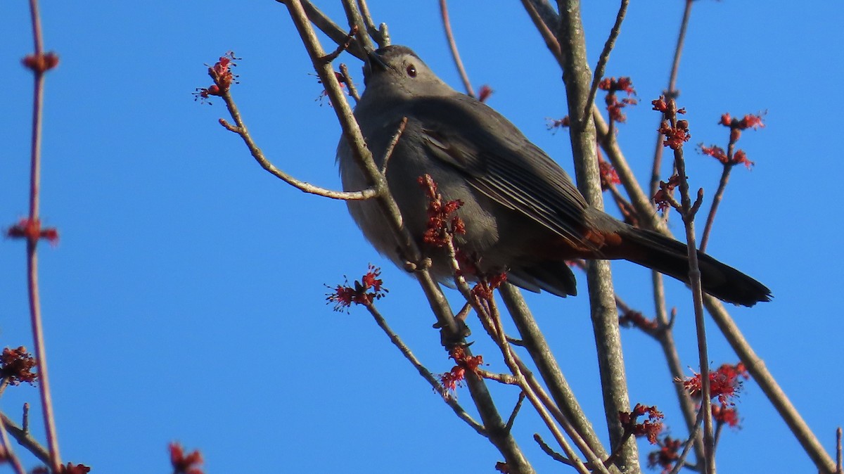 Gray Catbird - ML223289591