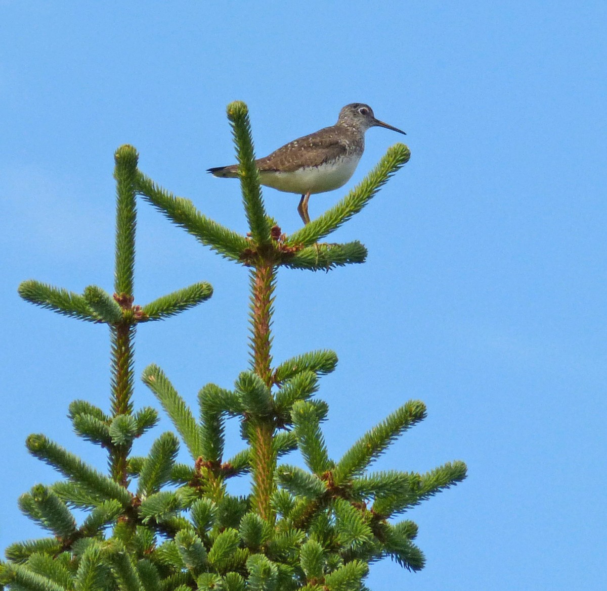 Solitary Sandpiper - ML223289701