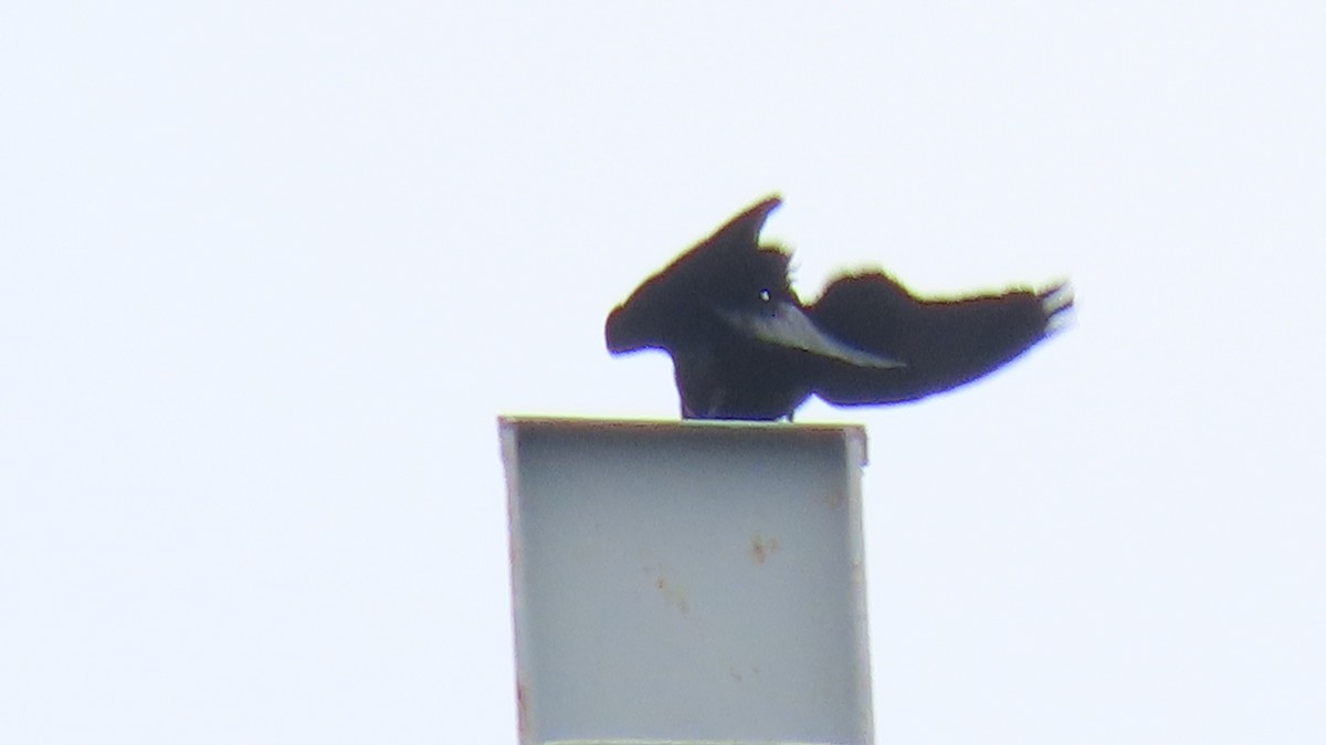 Common Raven - ML223290691