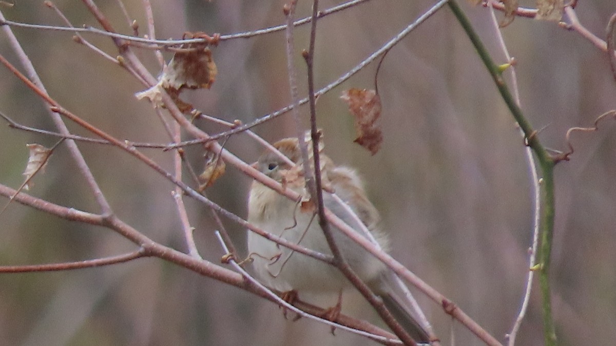 Field Sparrow - ML223290961