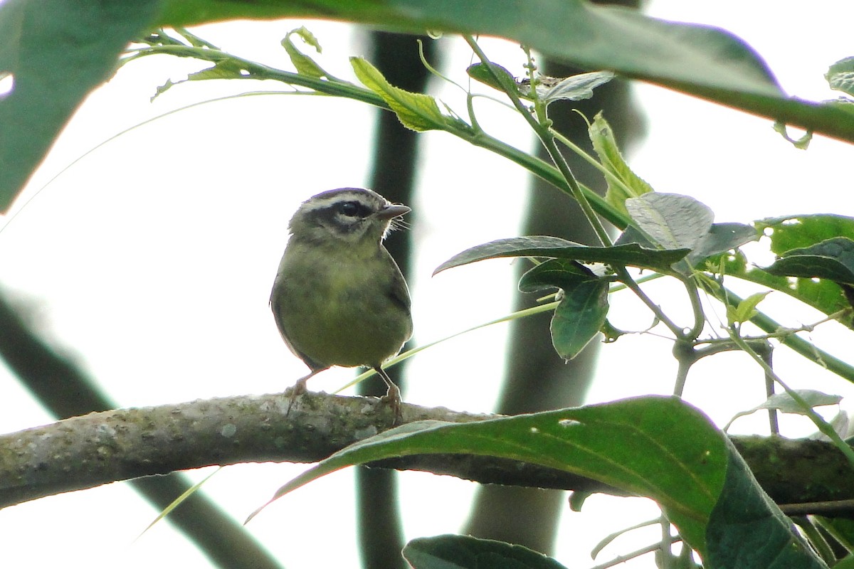 Reinita Cabecilistada (grupo punctipectus) - ML22329111