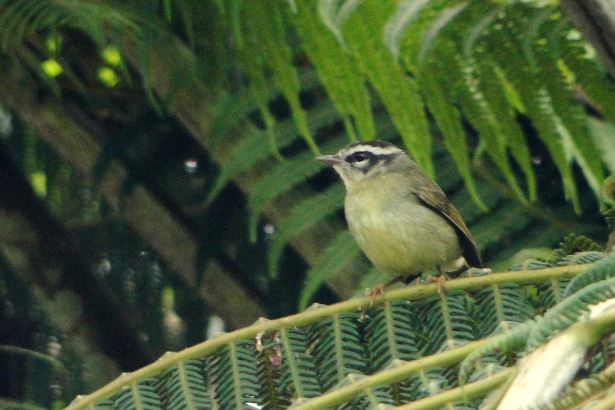 Yungas Warbler - ML22329121