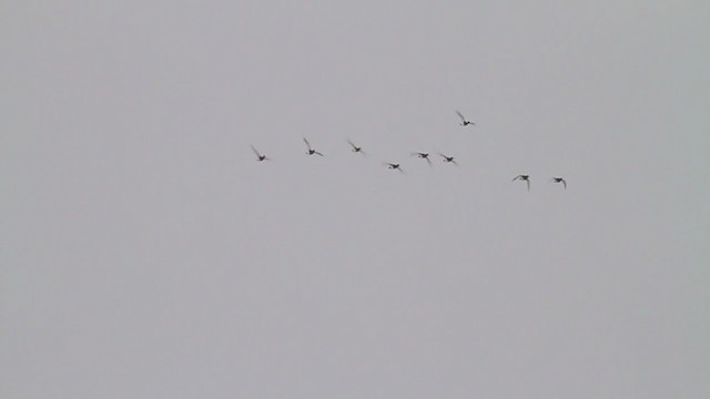 Lesser Scaup - ML223291221