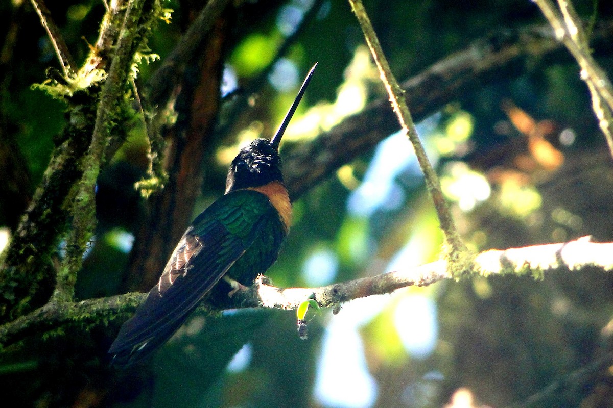 Inca Acollarado (inca/omissa) - ML22329191