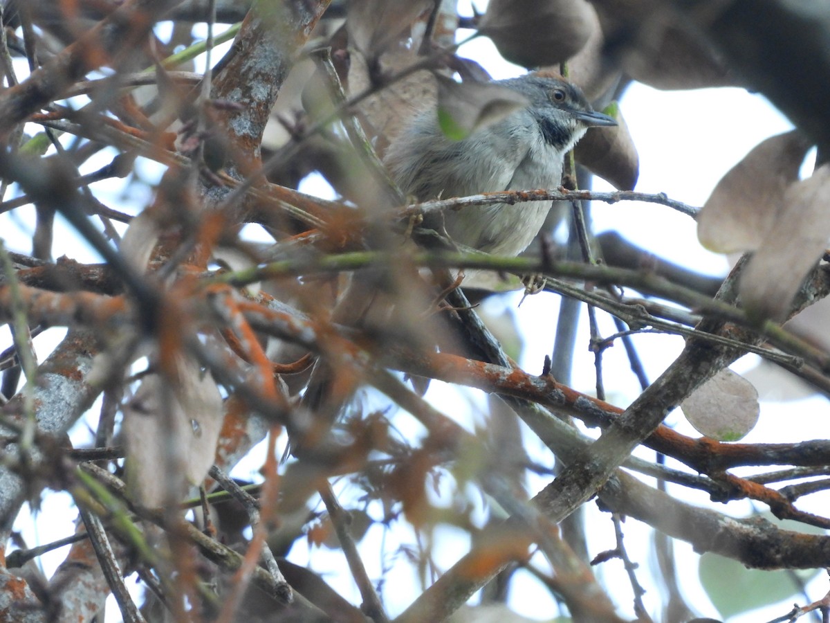 Pale-breasted Spinetail - ML223292351