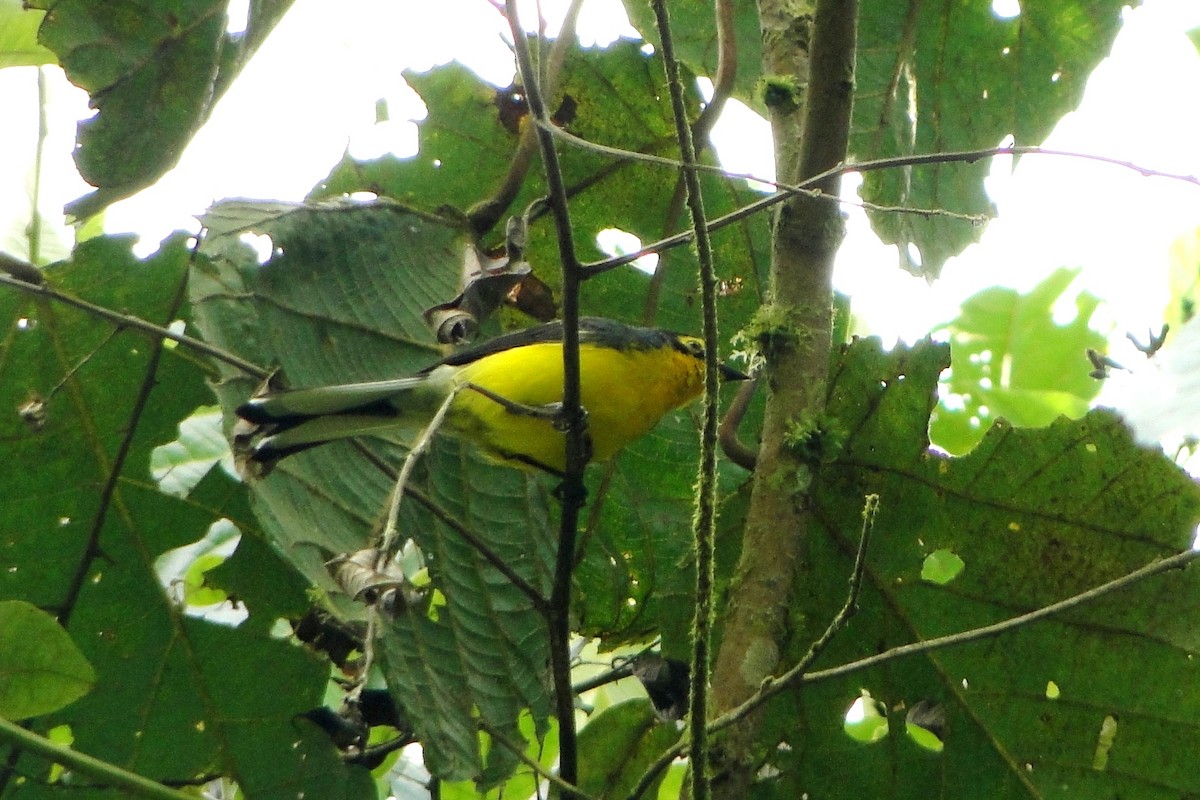 Spectacled Redstart - ML22329241