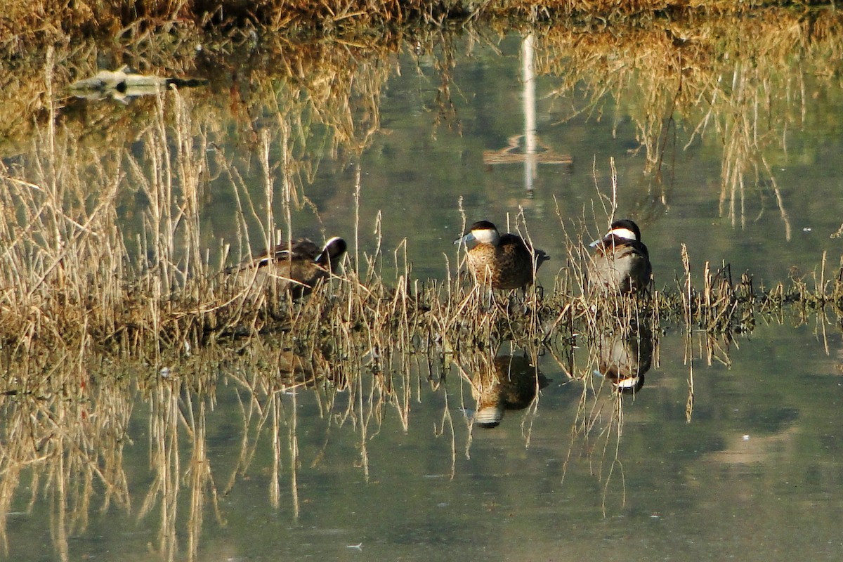 Puna Teal - ML22329351