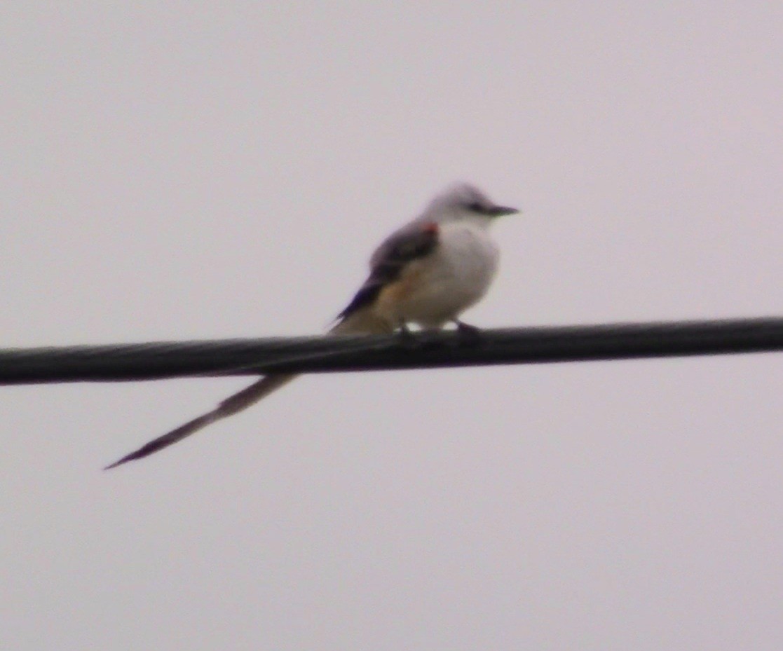 Scissor-tailed Flycatcher - ML223293571
