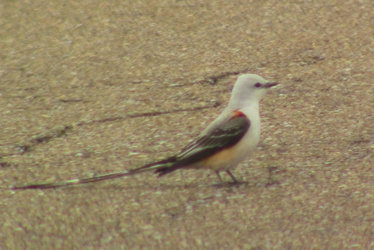 Scissor-tailed Flycatcher - ML223293581