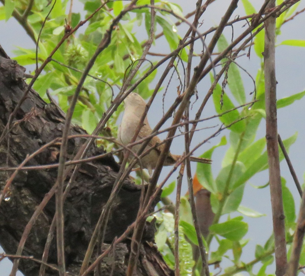 Northern House Wren (Northern) - ML223294691