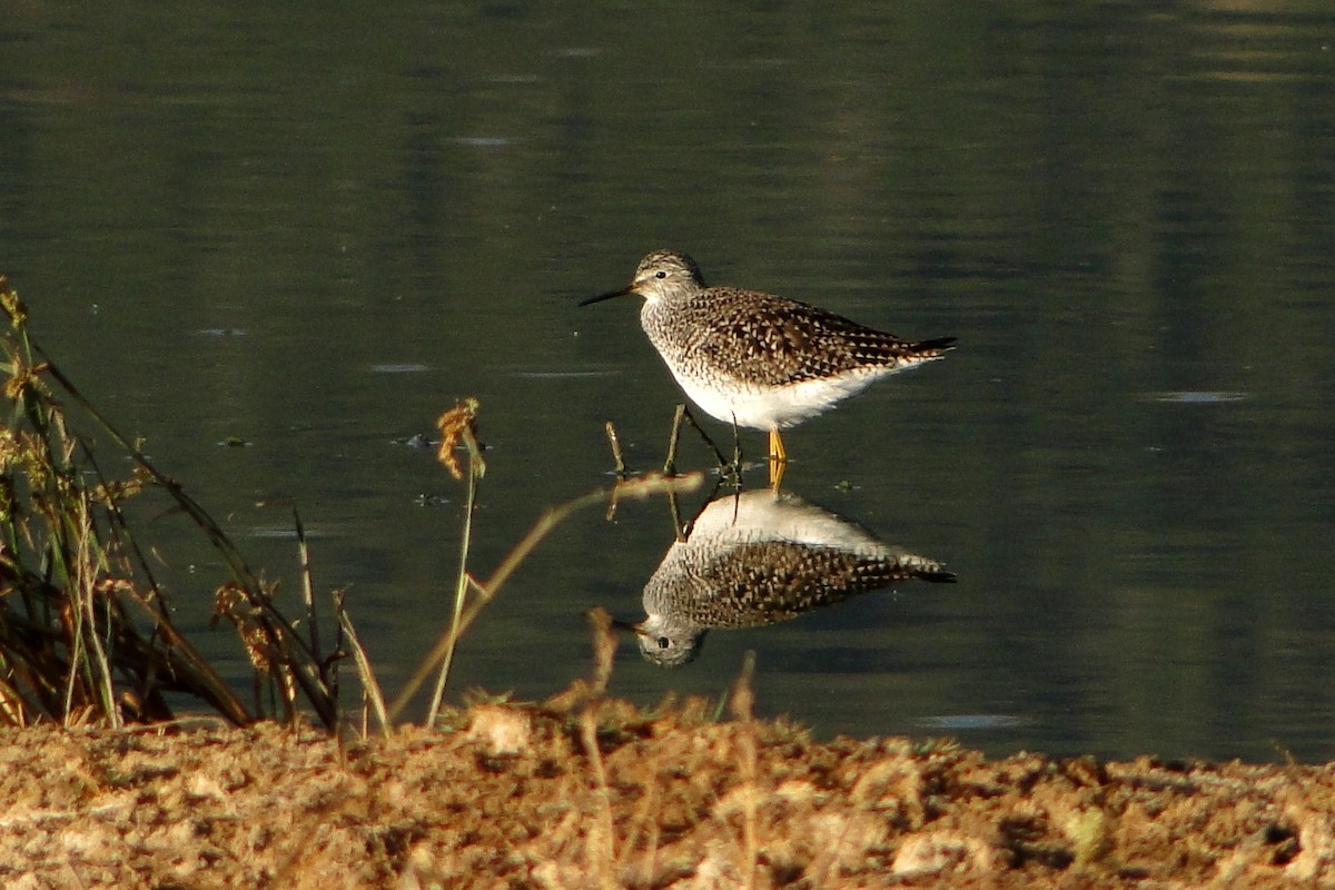 Lesser Yellowlegs - ML22329541