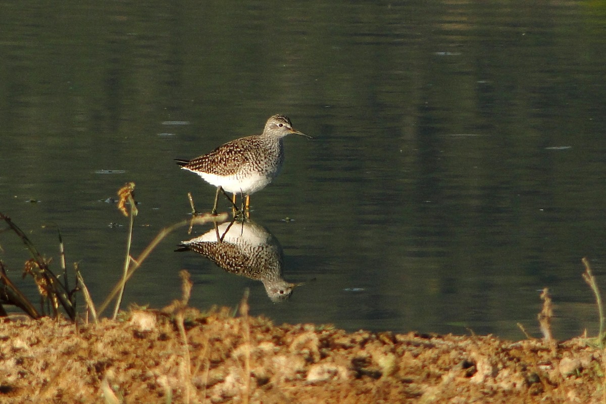 Lesser Yellowlegs - ML22329561