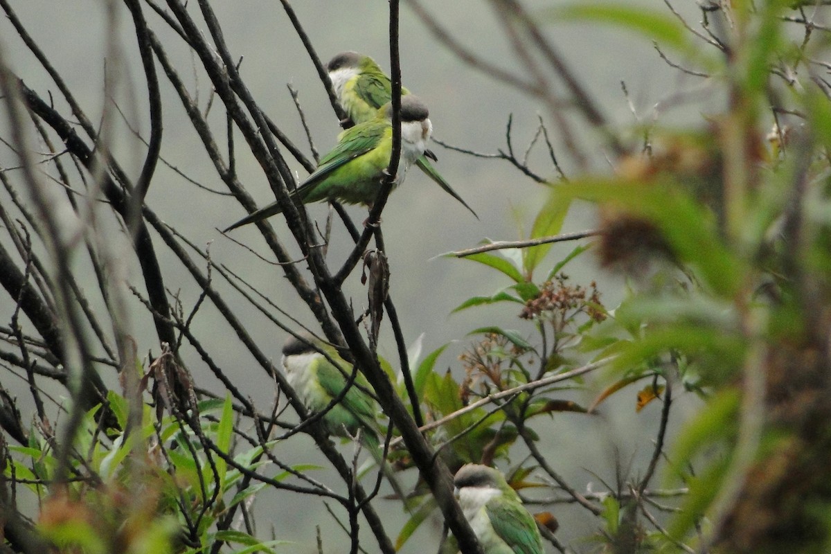 Gray-hooded Parakeet - ML22329651